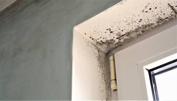Best Water Damage & Mold Remediation  in Wayland, IA