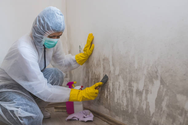 Best Mold Odor Removal Services  in Wayland, IA