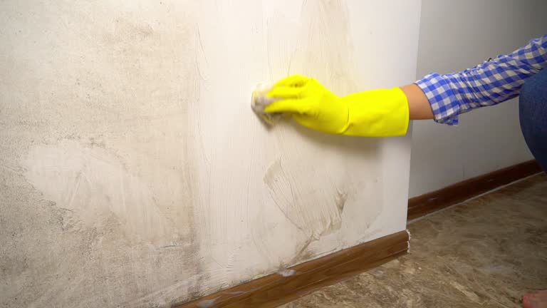 Best Crawl Space Mold Remediation  in Wayland, IA