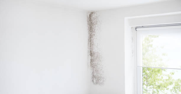 Best Asbestos and Lead Testing During Mold Inspection  in Wayland, IA