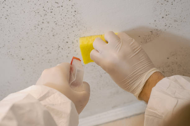 Best Post-Construction Mold Inspection  in Wayland, IA