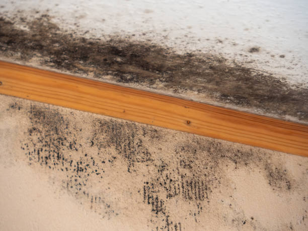 Best Mold-Related Health Consultation  in Wayland, IA
