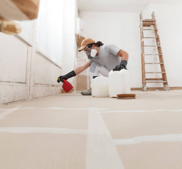 Best Black Mold Removal  in Wayland, IA