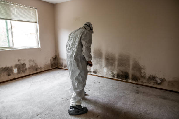 Best Residential Mold Inspection & Testing  in Wayland, IA