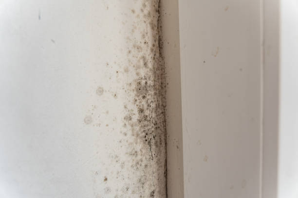Best Environmental Consulting for Mold Prevention  in Wayland, IA