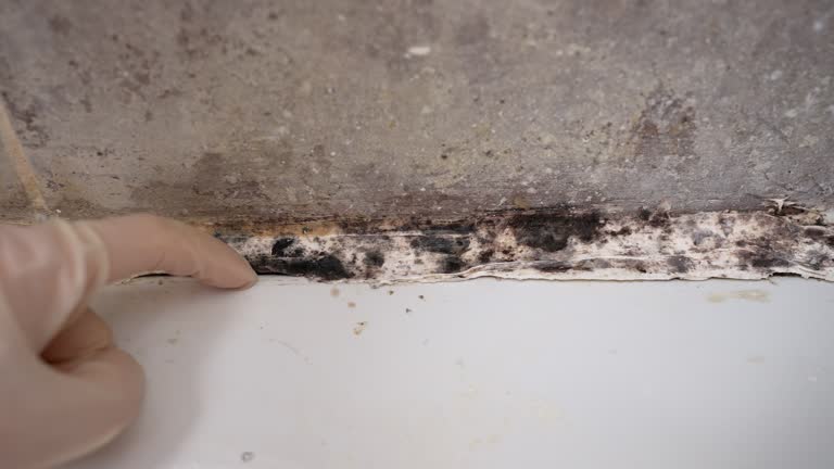 Best Airborne Mold Testing  in Wayland, IA